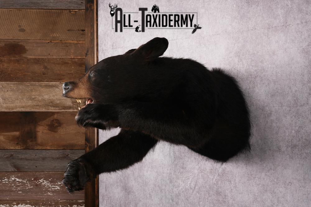 Black Bear Half Body Taxidermy Mount SKU 2472 - Image 7