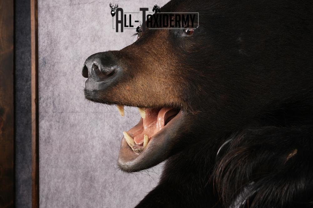 Black Bear Half Body Taxidermy Mount SKU 2472 - Image 6