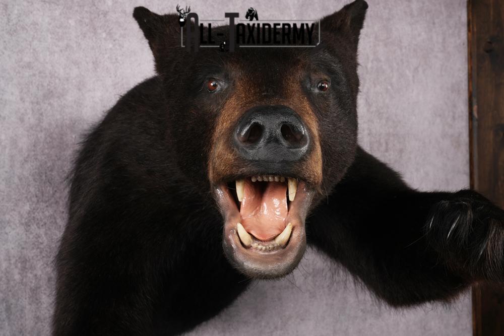 Black Bear Half Body Taxidermy Mount SKU 2472 - Image 5