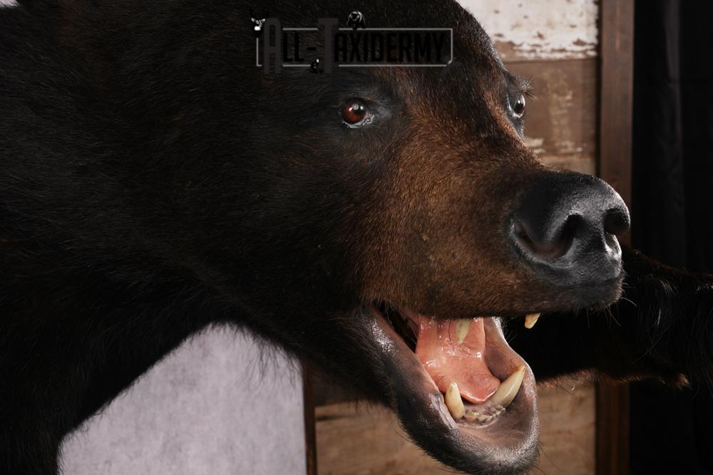 Black Bear Half Body Taxidermy Mount SKU 2472 - Image 4
