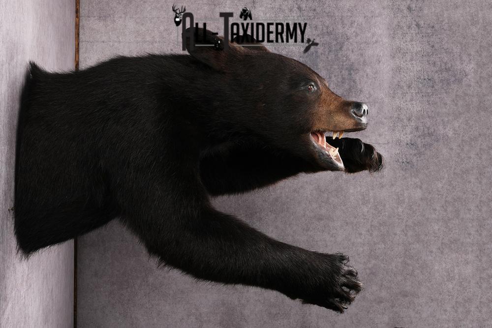 Black Bear Half Body Taxidermy Mount SKU 2472 - Image 3