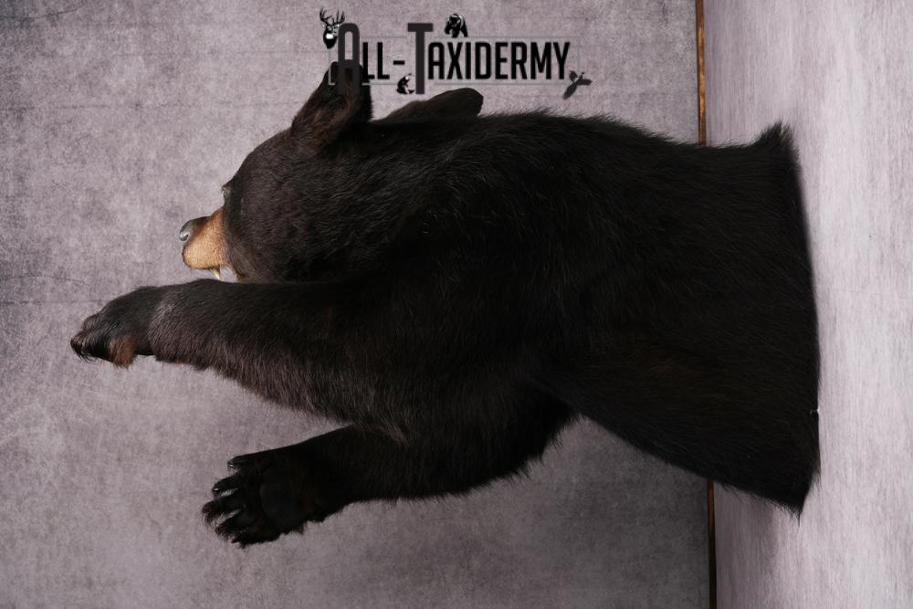 Black Bear Half Body Taxidermy Mount SKU 2472 - Image 2