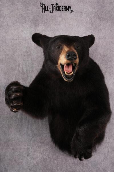 1/2 Body black bear taxidermy mount SKU 2568