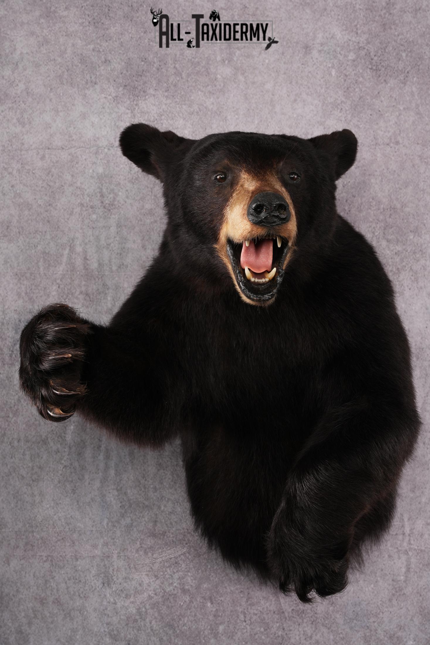 1/2 Body black bear taxidermy mount SKU 2568