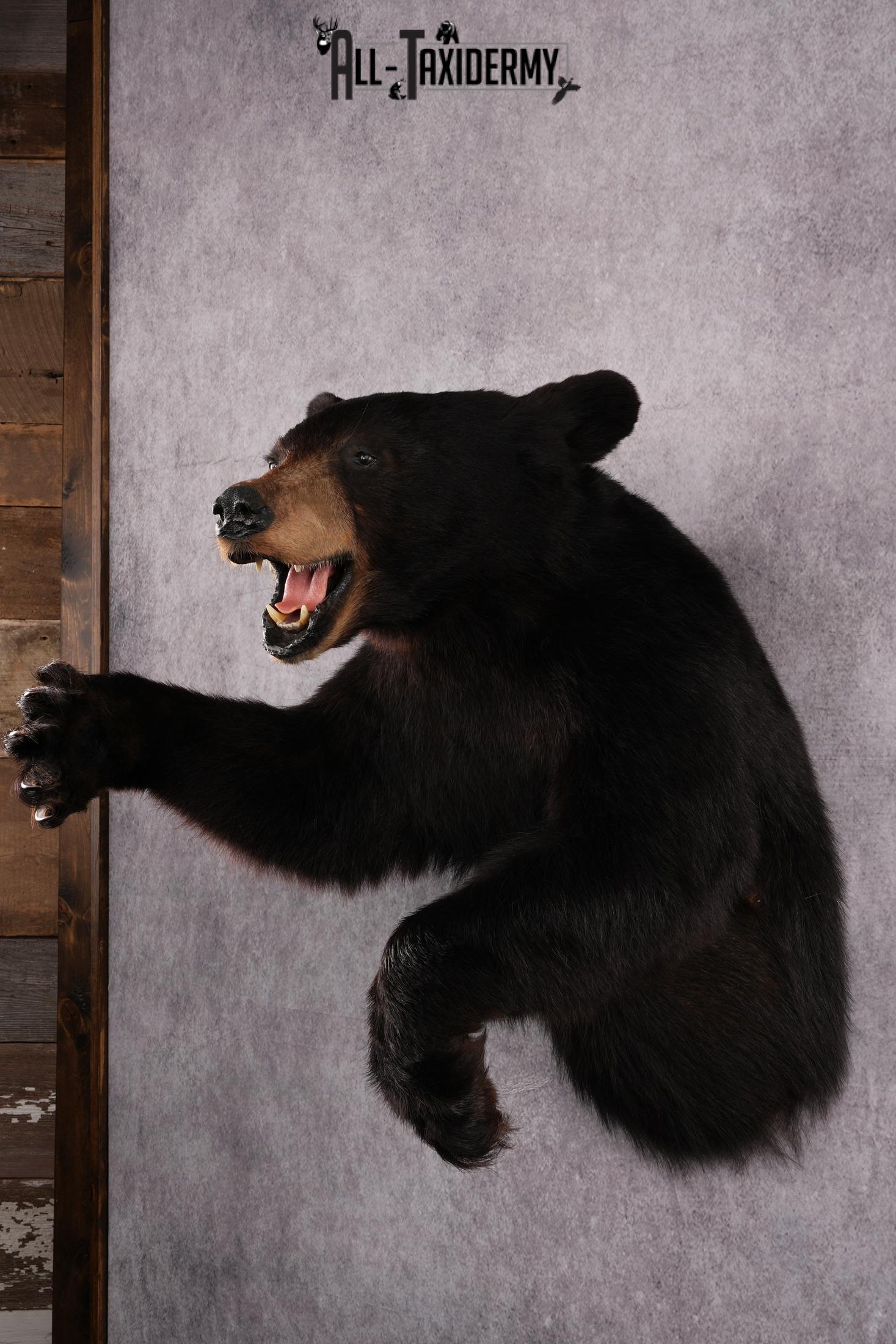 1/2 Body black bear taxidermy mount SKU 2568 - Image 3