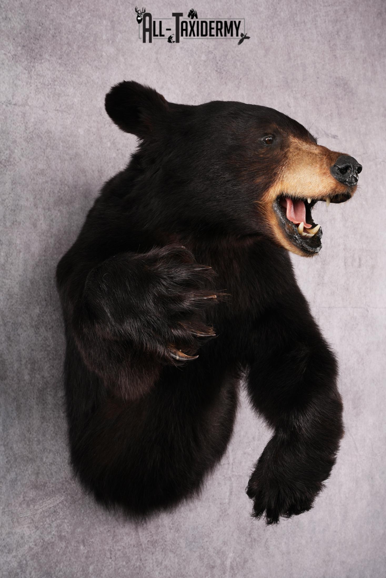 1/2 Body black bear taxidermy mount SKU 2568 - Image 2