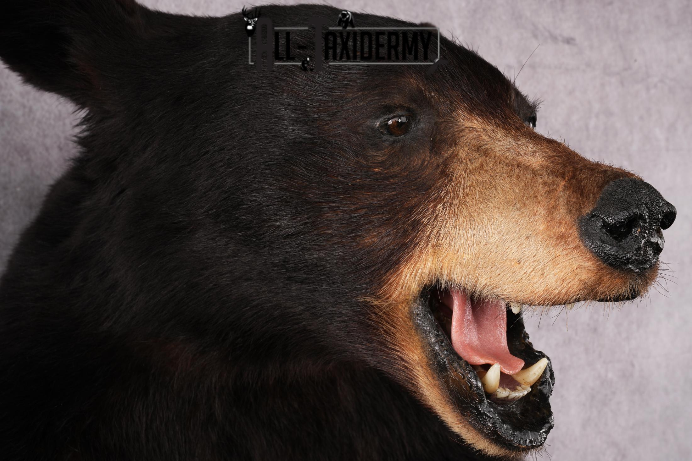 1/2 Body black bear taxidermy mount SKU 2568 - Image 8