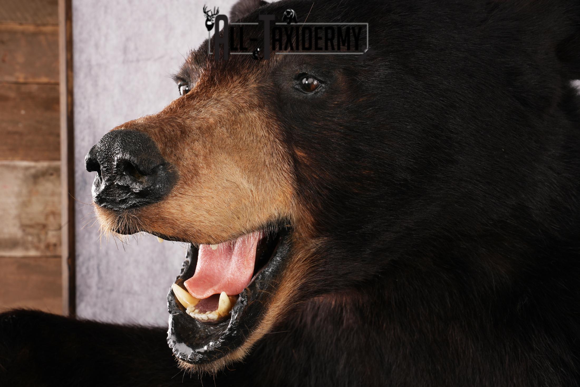 1/2 Body black bear taxidermy mount SKU 2568 - Image 7