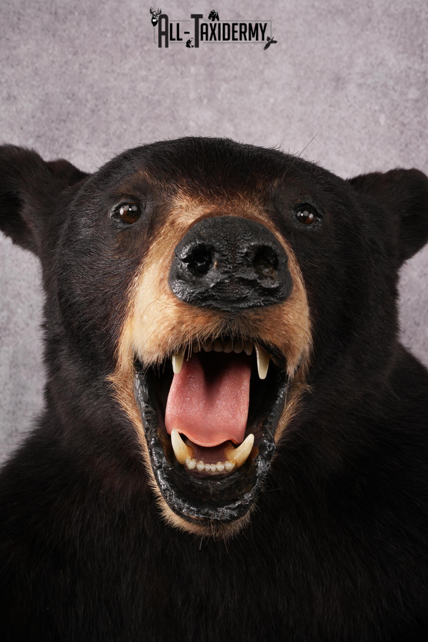 1/2 Body black bear taxidermy mount SKU 2568 - Image 6