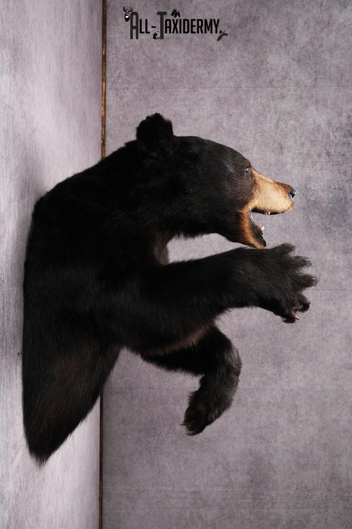 1/2 Body black bear taxidermy mount SKU 2568 - Image 5