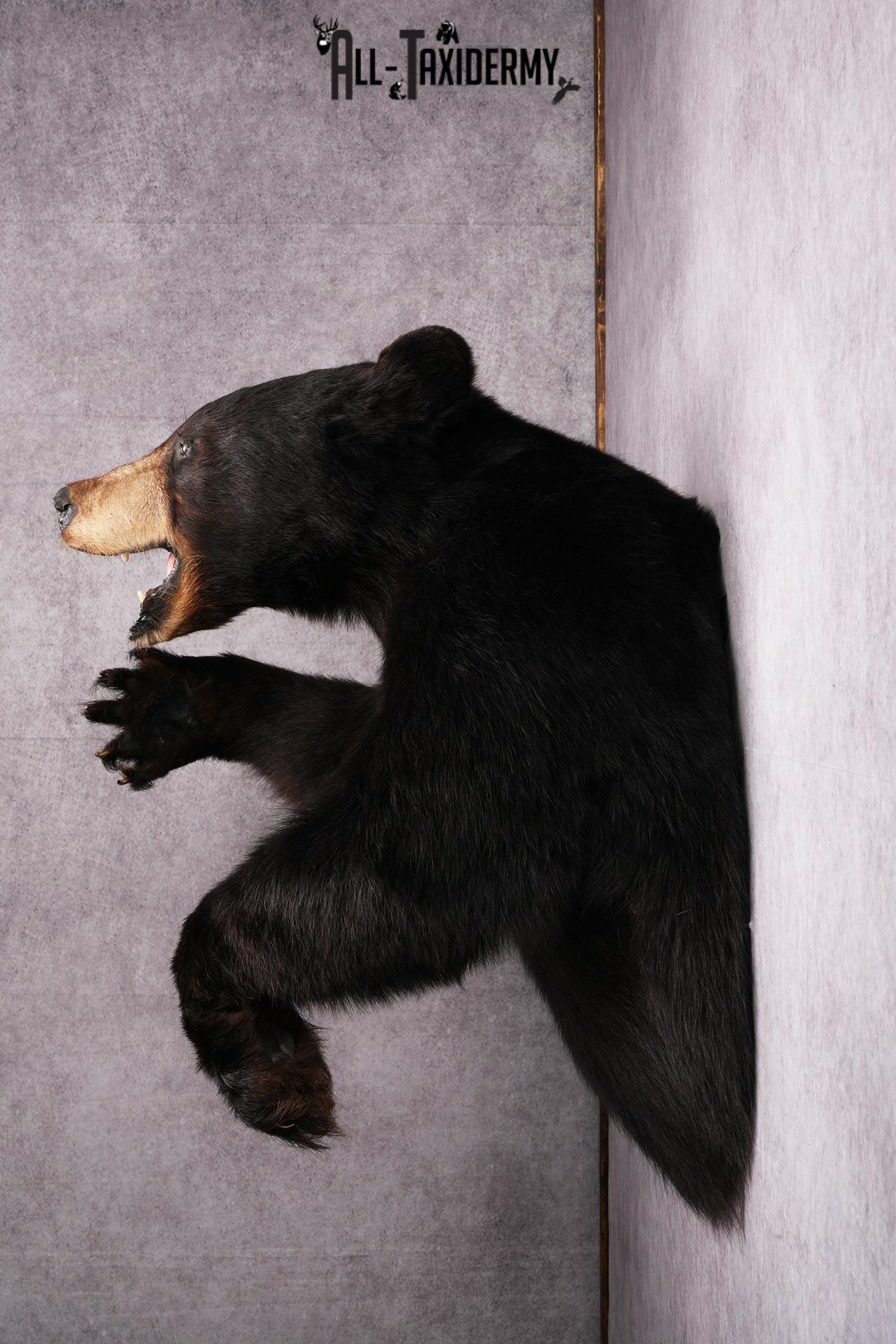 1/2 Body black bear taxidermy mount SKU 2568 - Image 4