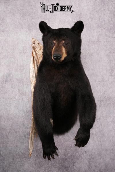 1/2 Body Black bear taxidermy mount SKU 2570