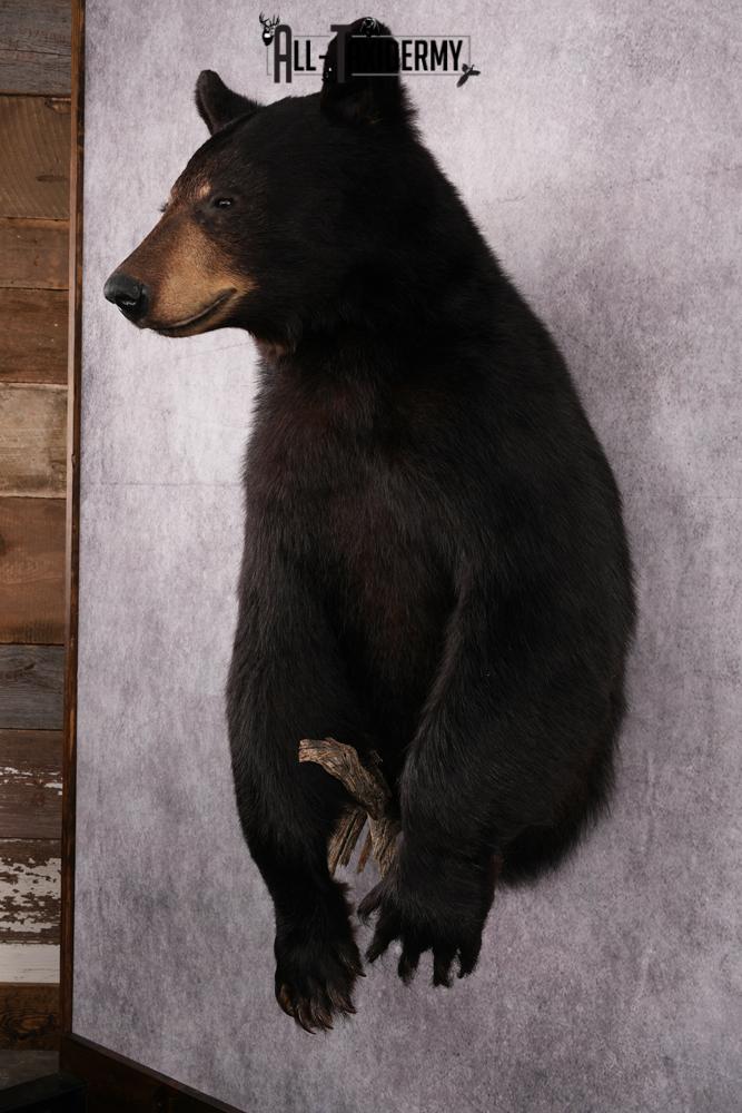 1/2 Body Black bear taxidermy mount SKU 2570 - Image 9