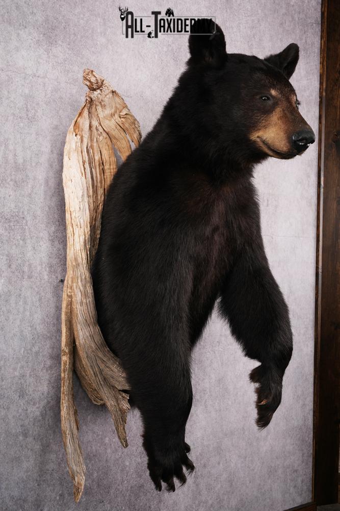 1/2 Body Black bear taxidermy mount SKU 2570 - Image 8