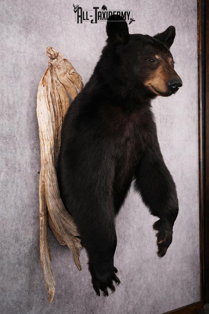 1/2 Body Black bear taxidermy mount SKU 2570 - Image 7