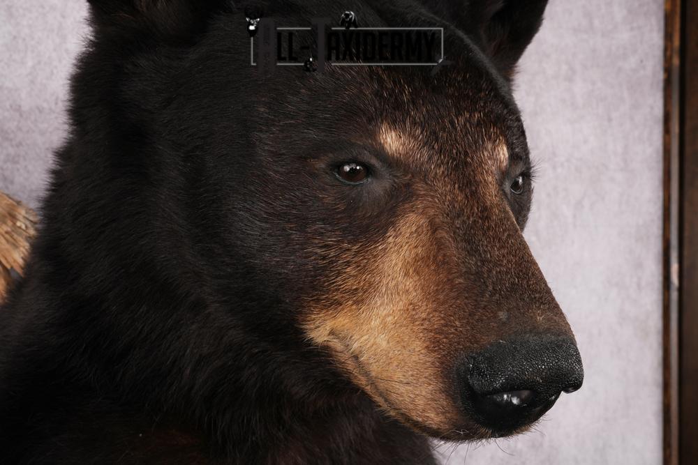 1/2 Body Black bear taxidermy mount SKU 2570 - Image 6