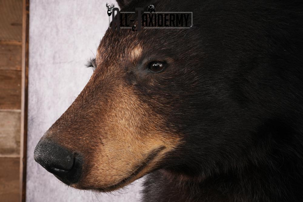 1/2 Body Black bear taxidermy mount SKU 2570 - Image 5