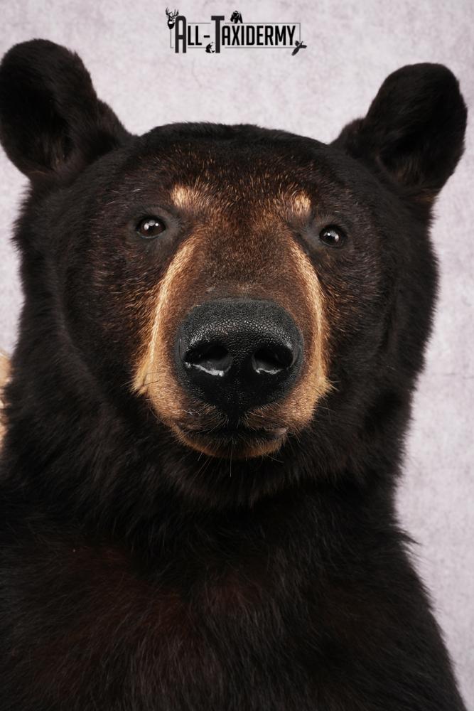 1/2 Body Black bear taxidermy mount SKU 2570 - Image 4