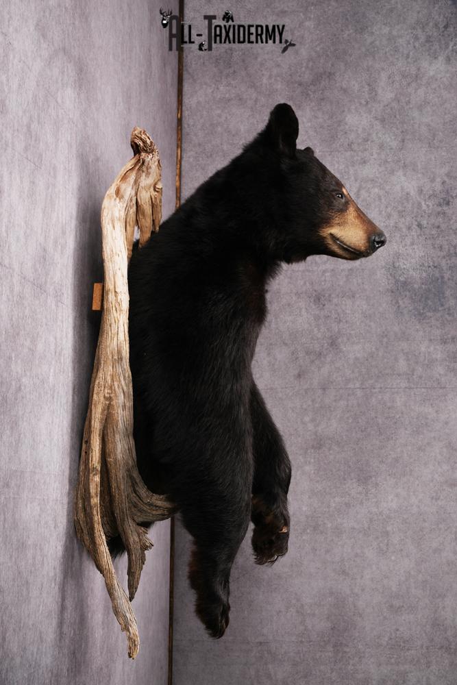 1/2 Body Black bear taxidermy mount SKU 2570 - Image 3