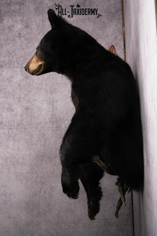 1/2 Body Black bear taxidermy mount SKU 2570 - Image 2