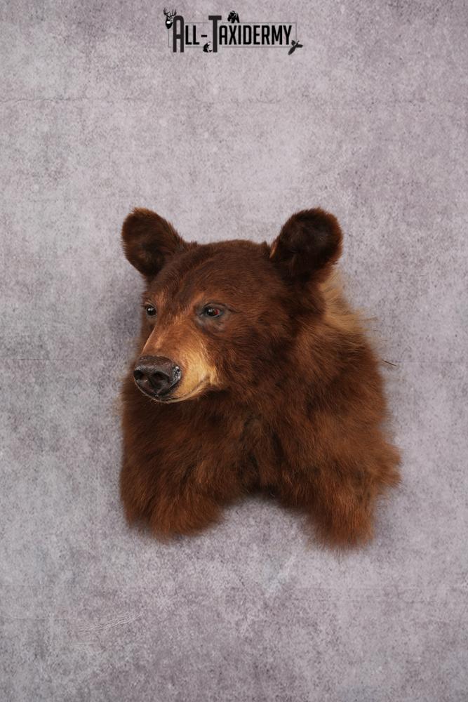 Cinnamon Black Bear taxidermy shoulder mount SKU 2520