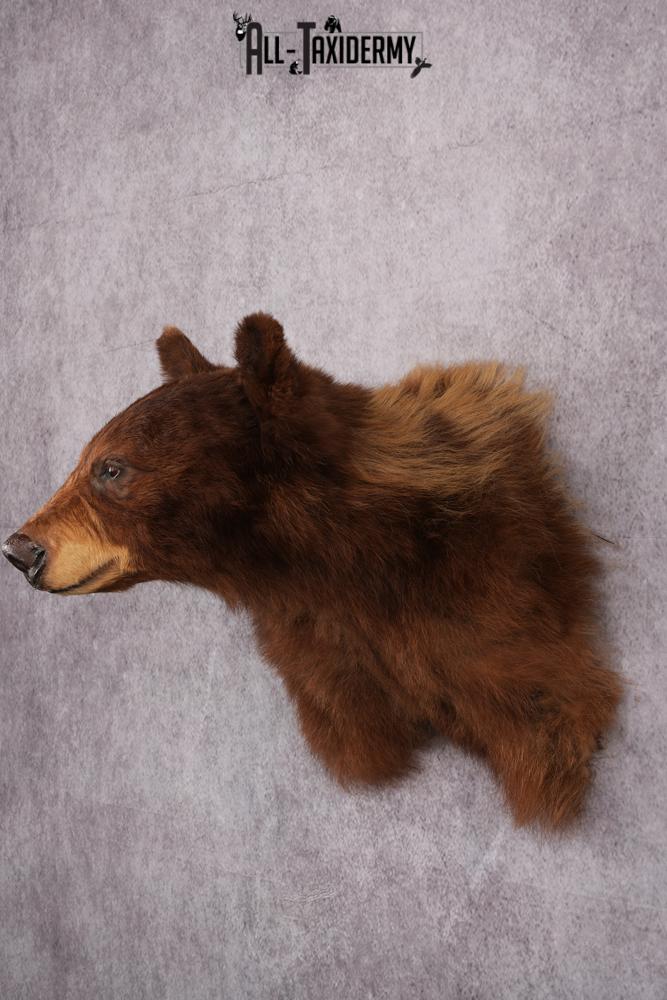Cinnamon Black Bear taxidermy shoulder mount SKU 2520 - Image 2