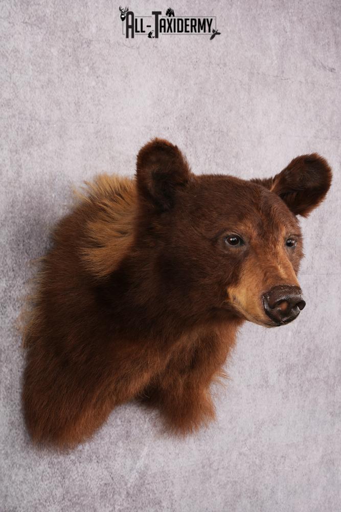 Cinnamon Black Bear taxidermy shoulder mount SKU 2520 - Image 9
