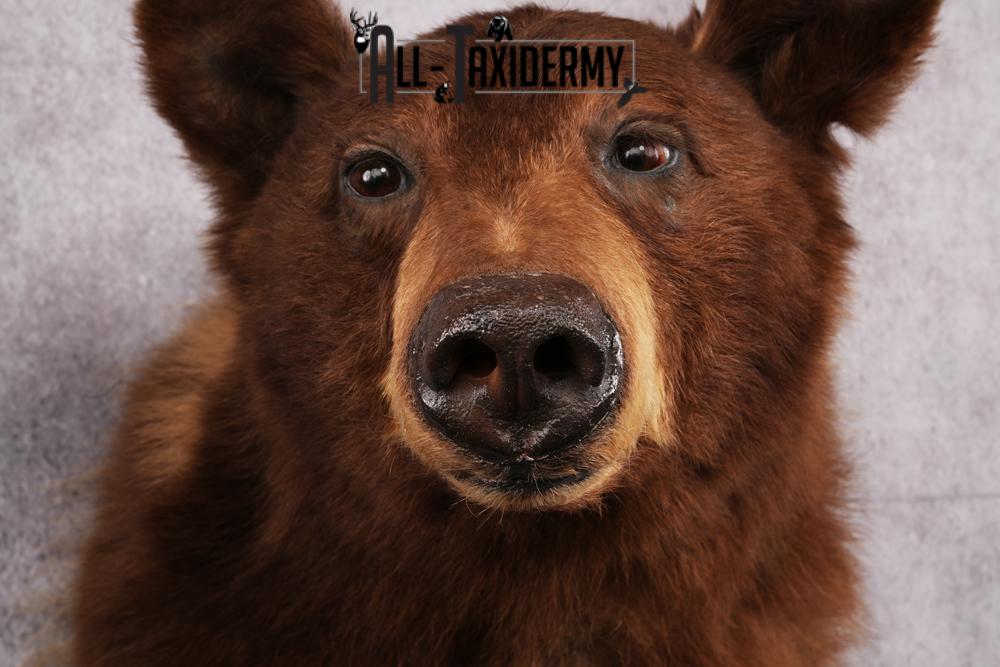 Cinnamon Black Bear taxidermy shoulder mount SKU 2520 - Image 8