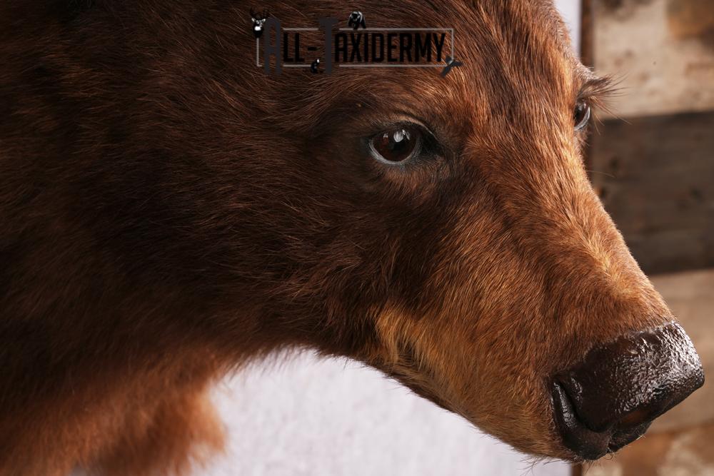 Cinnamon Black Bear taxidermy shoulder mount SKU 2520 - Image 7