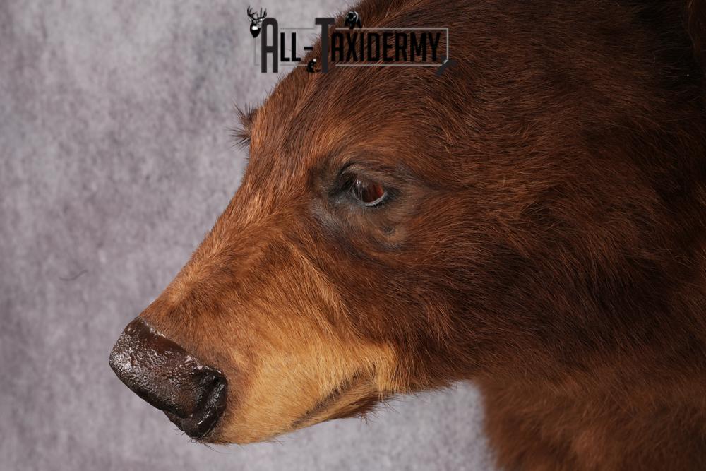 Cinnamon Black Bear taxidermy shoulder mount SKU 2520 - Image 6