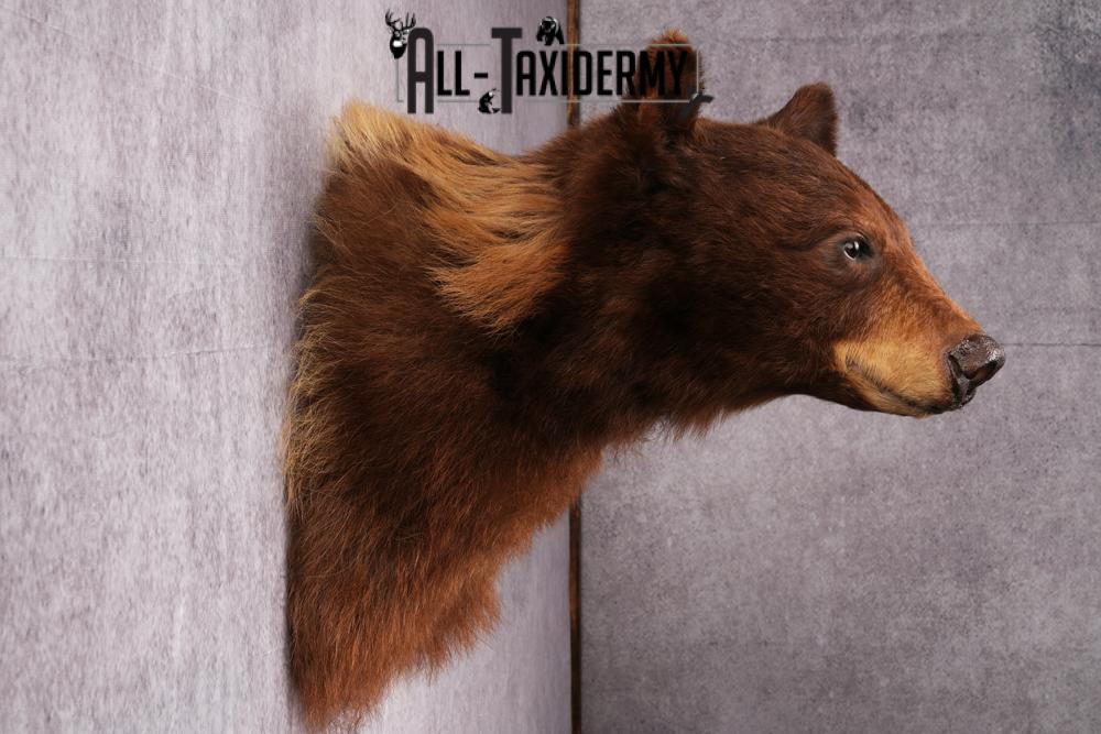 Cinnamon Black Bear taxidermy shoulder mount SKU 2520 - Image 5