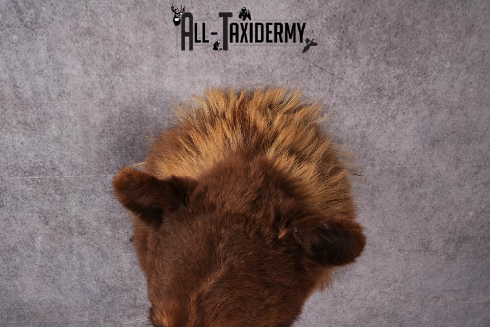 Cinnamon Black Bear taxidermy shoulder mount SKU 2520 - Image 4