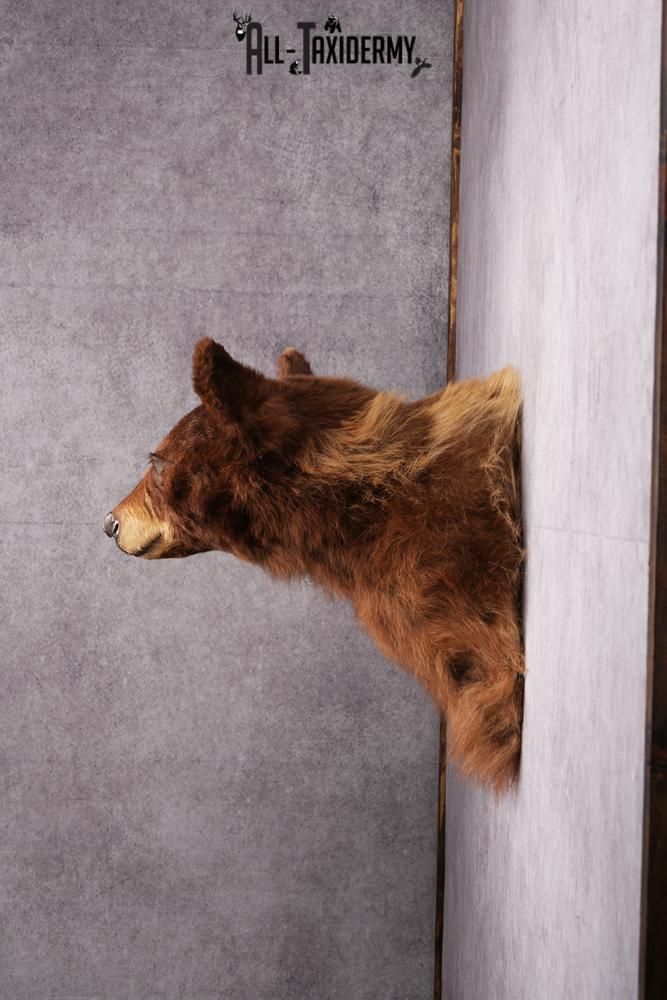 Cinnamon Black Bear taxidermy shoulder mount SKU 2520 - Image 3