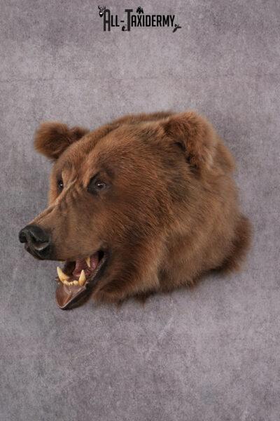 Grizzly bear taxidermy mount SKU 2334