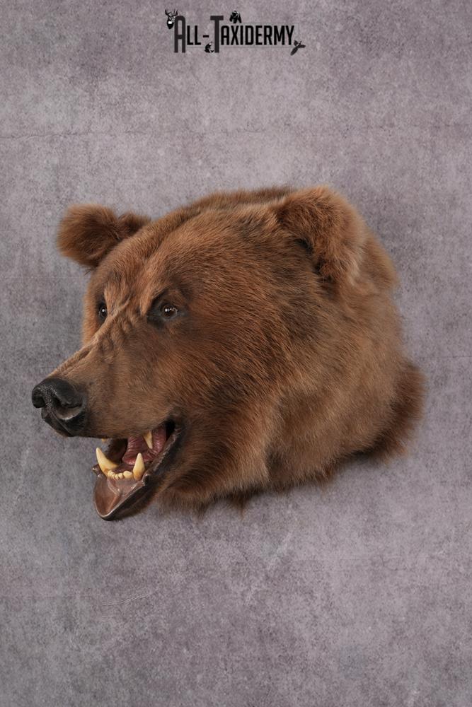 Grizzly bear taxidermy mount SKU 2334