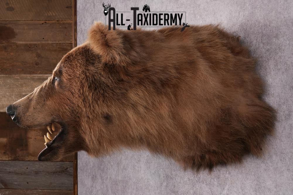 Grizzly bear taxidermy mount SKU 2334 - Image 9