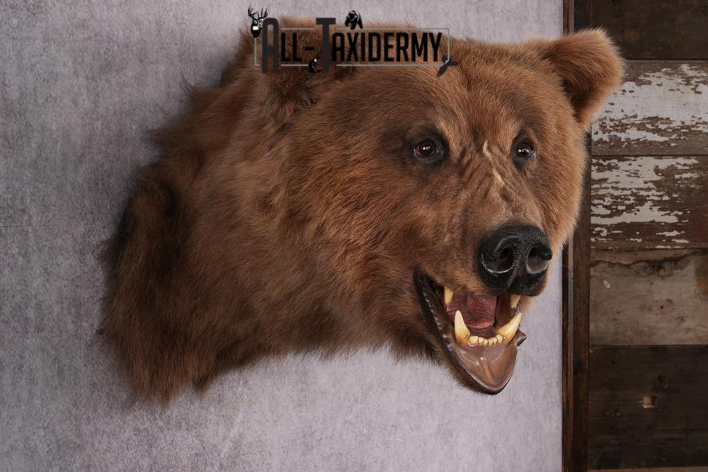 Grizzly bear taxidermy mount SKU 2334 - Image 8