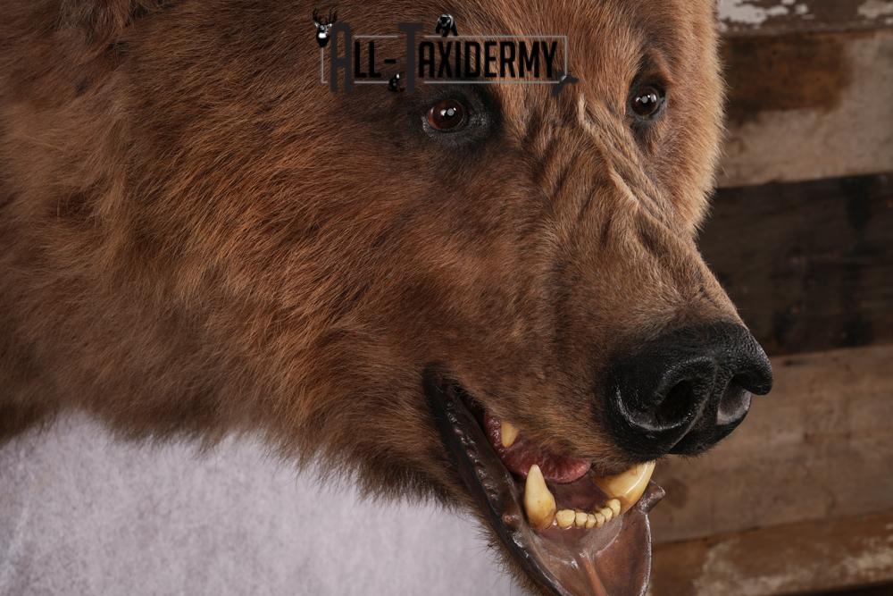 Grizzly bear taxidermy mount SKU 2334 - Image 7