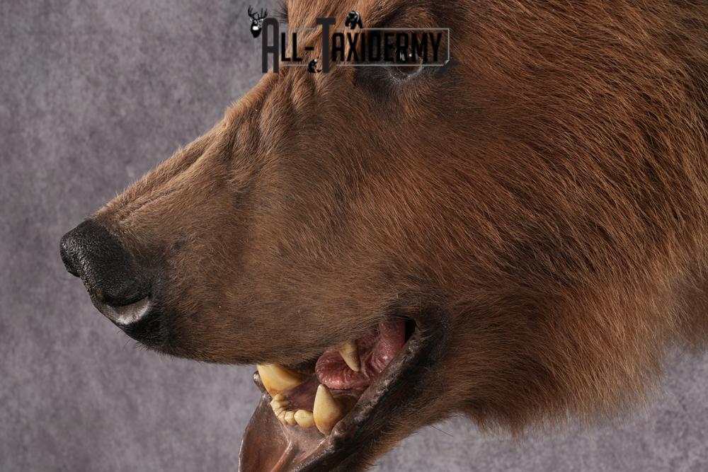 Grizzly bear taxidermy mount SKU 2334 - Image 6