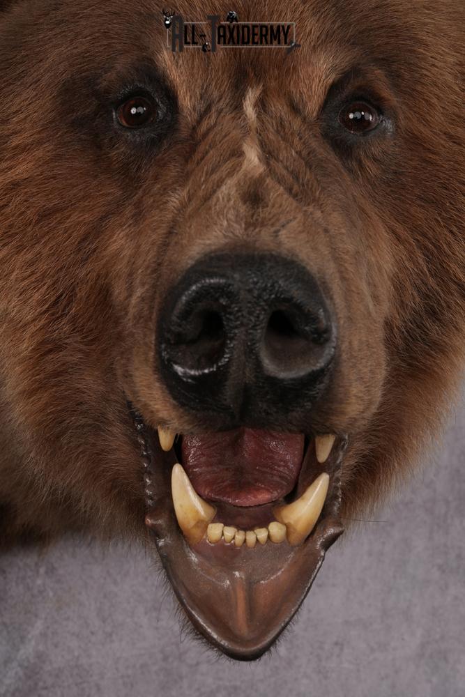 Grizzly bear taxidermy mount SKU 2334 - Image 5