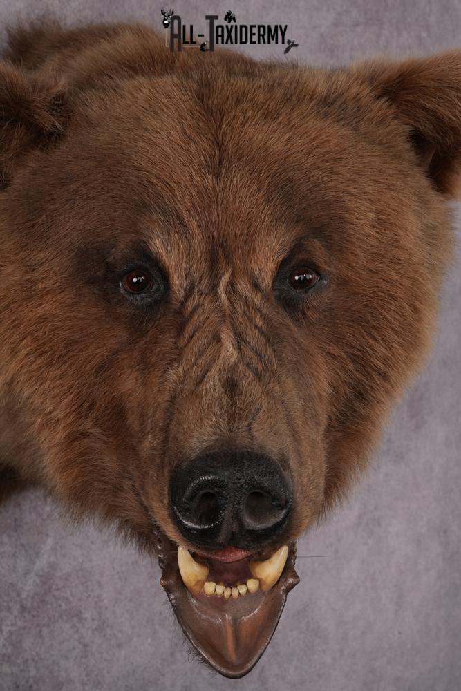 Grizzly bear taxidermy mount SKU 2334 - Image 4