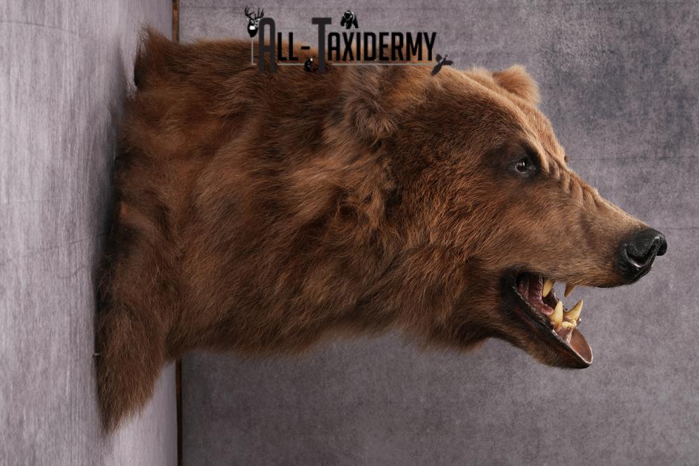 Grizzly bear taxidermy mount SKU 2334 - Image 3