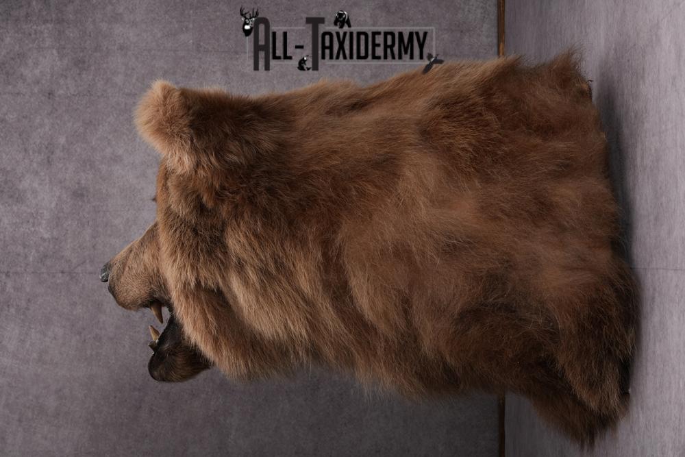 Grizzly bear taxidermy mount SKU 2334 - Image 2