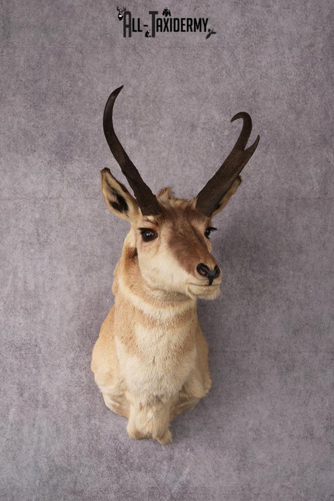Pronghorn Antelope Taxidermy Mount SKU 2432