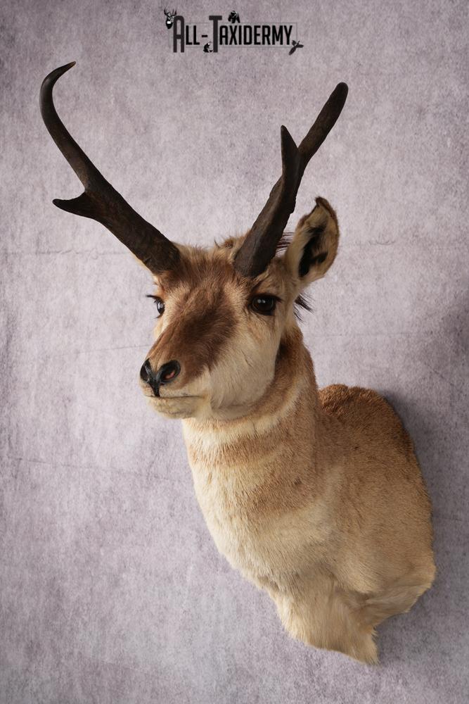 Pronghorn Antelope Taxidermy Mount SKU 2432 - Image 2