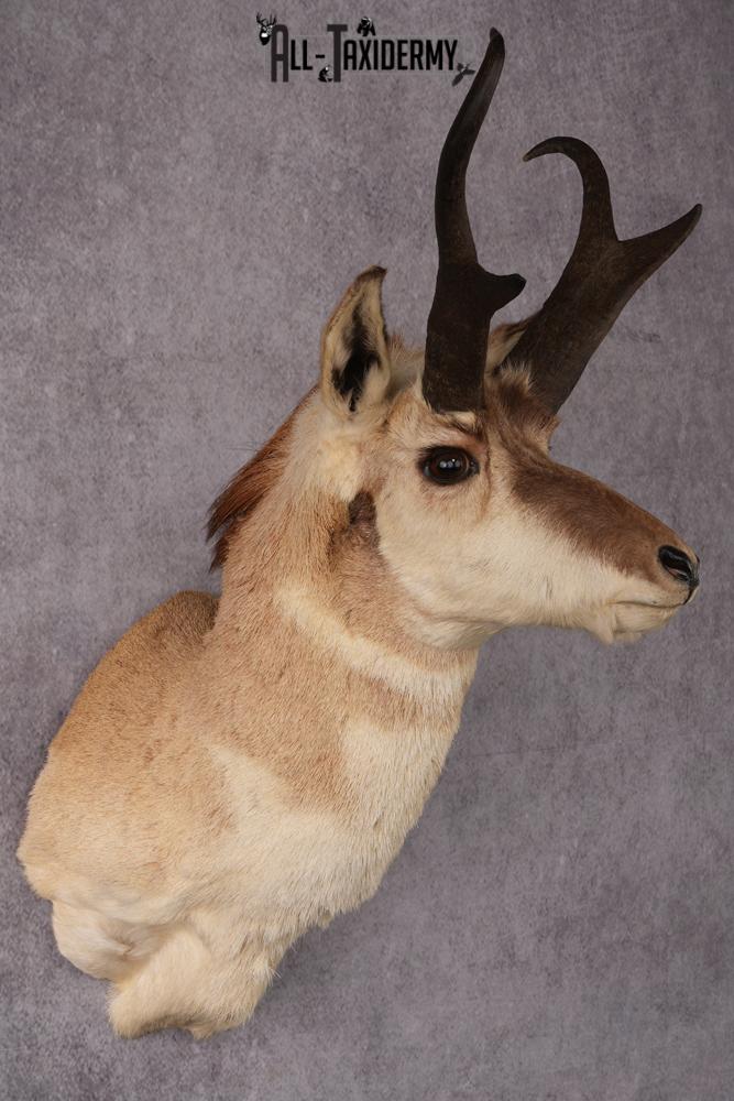 Pronghorn Antelope Taxidermy Mount SKU 2432 - Image 7