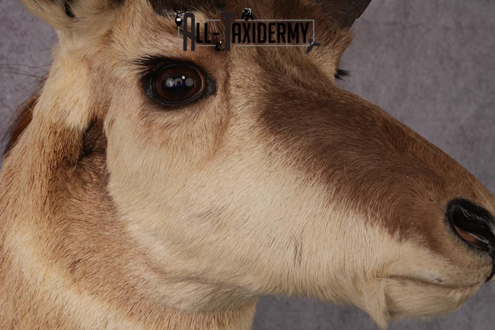 Pronghorn Antelope Taxidermy Mount SKU 2432 - Image 6