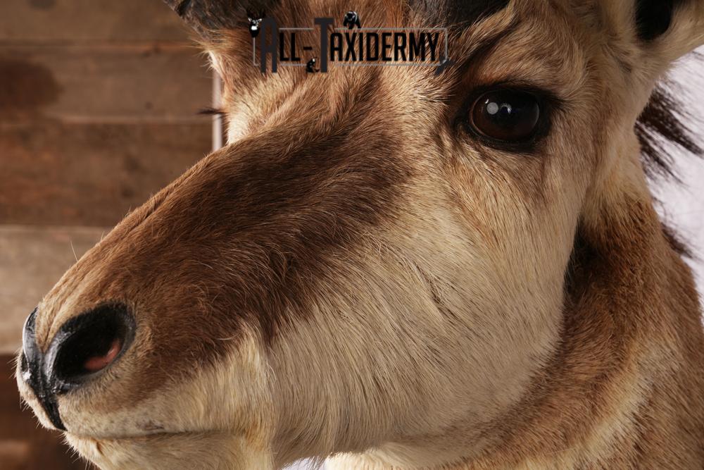 Pronghorn Antelope Taxidermy Mount SKU 2432 - Image 5