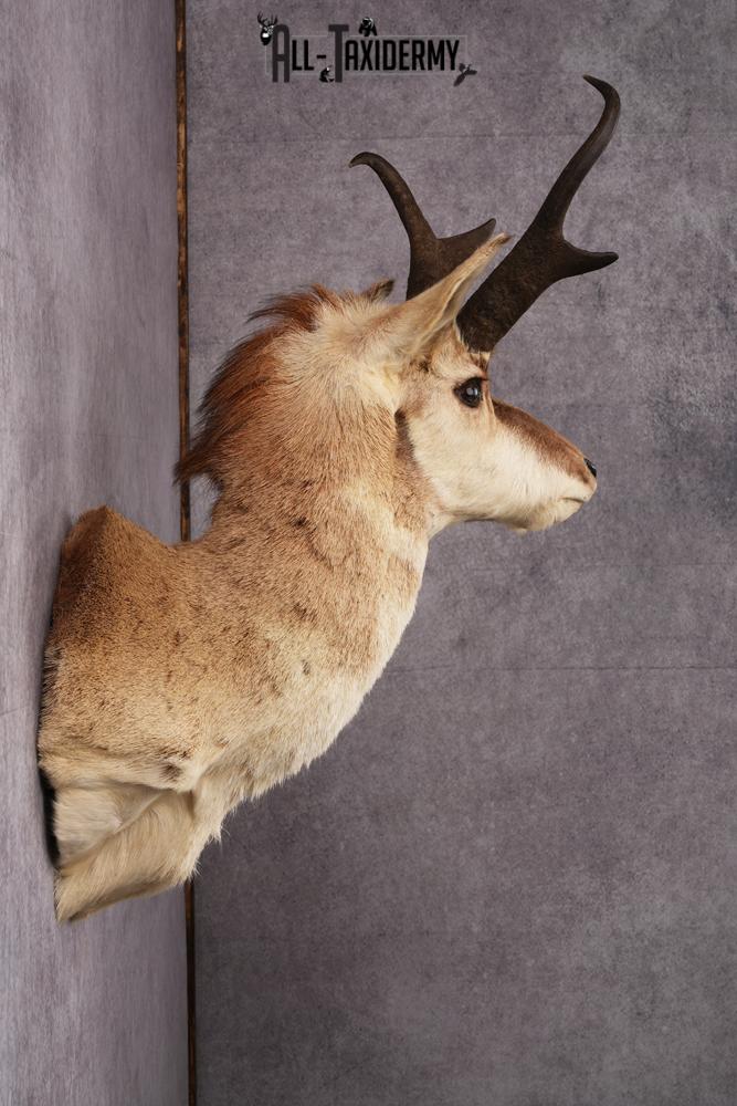 Pronghorn Antelope Taxidermy Mount SKU 2432 - Image 4