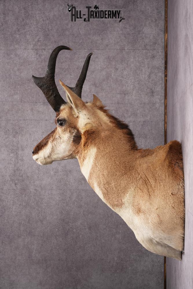 Pronghorn Antelope Taxidermy Shoulder Mount SKU 2486 - Image 7